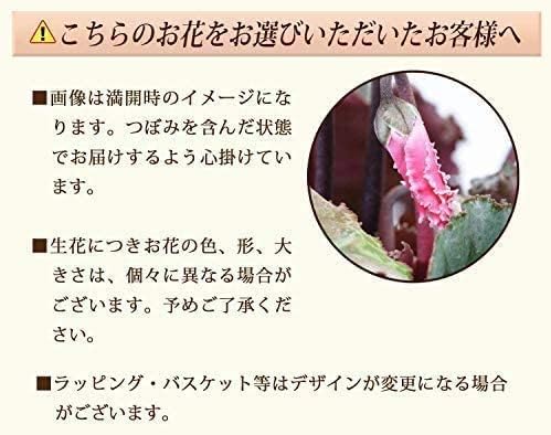 花のギフト社 シクラメン ギフト プレゼント 花 鉢植え 鉢花 誕生日 7